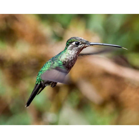 In Flight II White Modern Wood Framed Art Print by Malvin, Larry