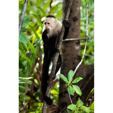 Capuchin Monkey II Gold Ornate Wood Framed Art Print with Double Matting by Malvin, Larry