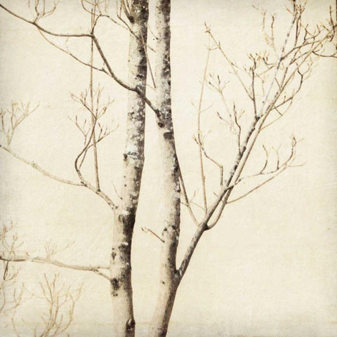 Winter Trees II White Modern Wood Framed Art Print by Melious, Amy