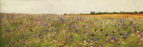 Wildflower Field I White Modern Wood Framed Art Print with Double Matting by Melious, Amy