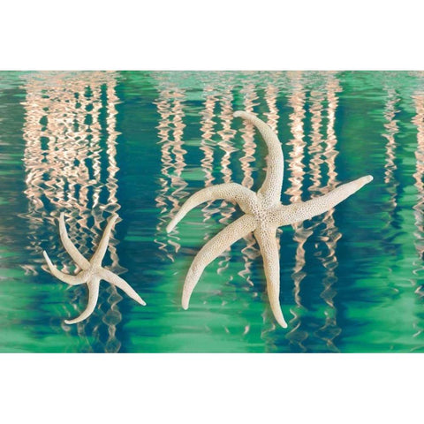 Starfish on Water I Black Modern Wood Framed Art Print with Double Matting by Mahan, Kathy