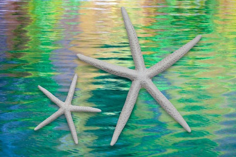 Starfish on Water II White Modern Wood Framed Art Print with Double Matting by Mahan, Kathy