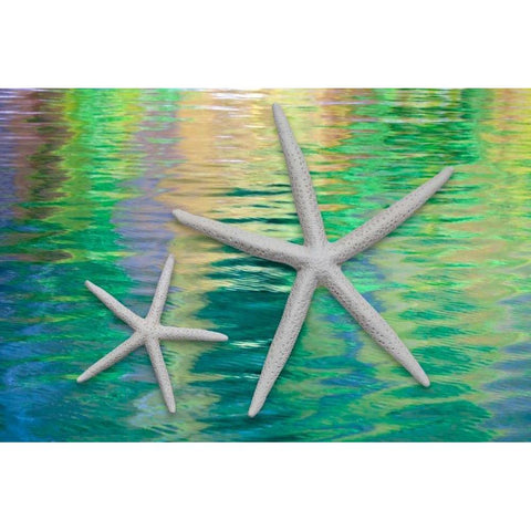 Starfish on Water II White Modern Wood Framed Art Print by Mahan, Kathy