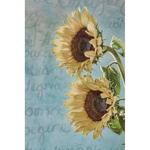 Sunflowers II White Modern Wood Framed Art Print by Mahan, Kathy