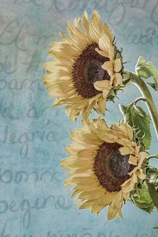 Sunflowers II Black Ornate Wood Framed Art Print with Double Matting by Mahan, Kathy