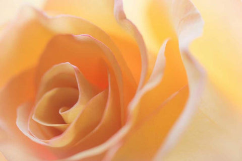 Yellow Roses II White Modern Wood Framed Art Print with Double Matting by Mahan, Kathy