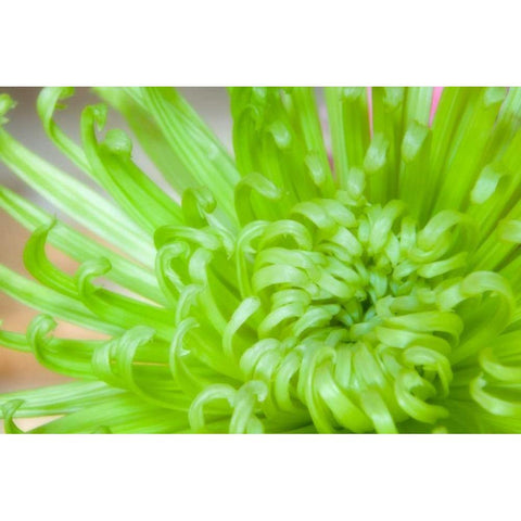 Green Chrysanthemum White Modern Wood Framed Art Print by Mahan, Kathy