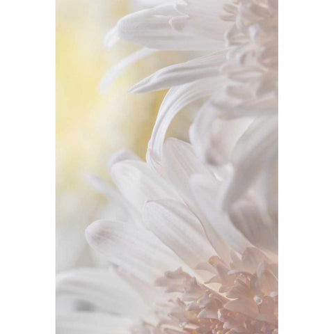 Chrysanthemum I White Modern Wood Framed Art Print by Mahan, Kathy