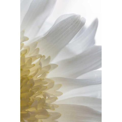 Chrysanthemum II Black Modern Wood Framed Art Print with Double Matting by Mahan, Kathy