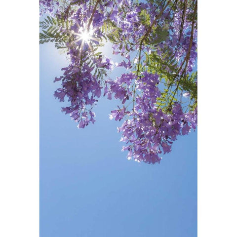 Jacaranda Tree I White Modern Wood Framed Art Print by Mahan, Kathy