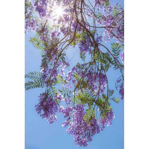 Jacaranda Tree II White Modern Wood Framed Art Print by Mahan, Kathy