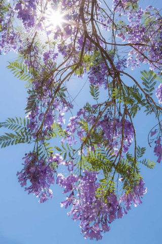 Jacaranda Tree II Black Ornate Wood Framed Art Print with Double Matting by Mahan, Kathy