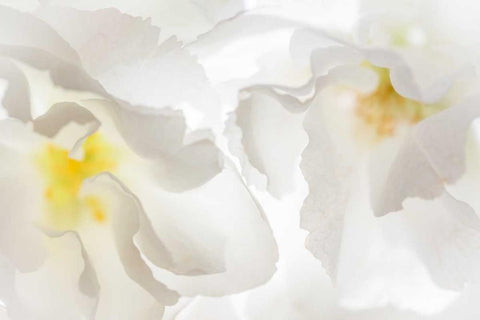 Cherry Blossoms II Black Ornate Wood Framed Art Print with Double Matting by Mahan, Kathy