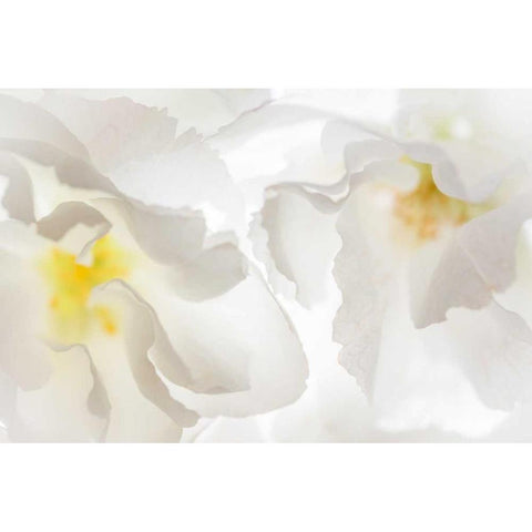 Cherry Blossoms II White Modern Wood Framed Art Print by Mahan, Kathy