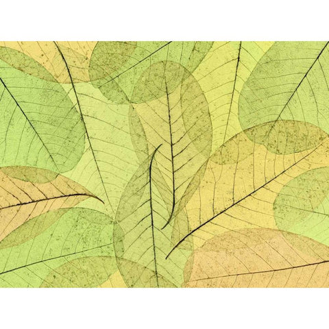 Leaf Collage I White Modern Wood Framed Art Print by Mahan, Kathy