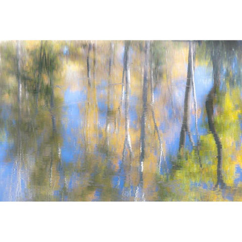 Tree Reflections I Black Modern Wood Framed Art Print with Double Matting by Mahan, Kathy