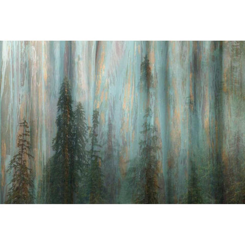 Forest II Black Modern Wood Framed Art Print with Double Matting by Mahan, Kathy