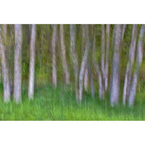 Alder Forest II Black Modern Wood Framed Art Print with Double Matting by Mahan, Kathy