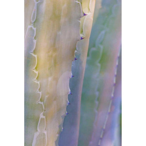 Agave I White Modern Wood Framed Art Print by Mahan, Kathy