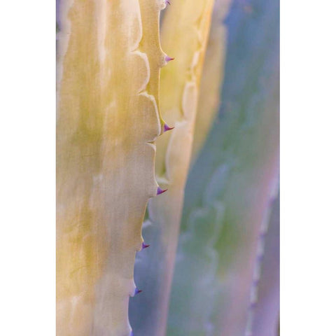 Agave II White Modern Wood Framed Art Print by Mahan, Kathy