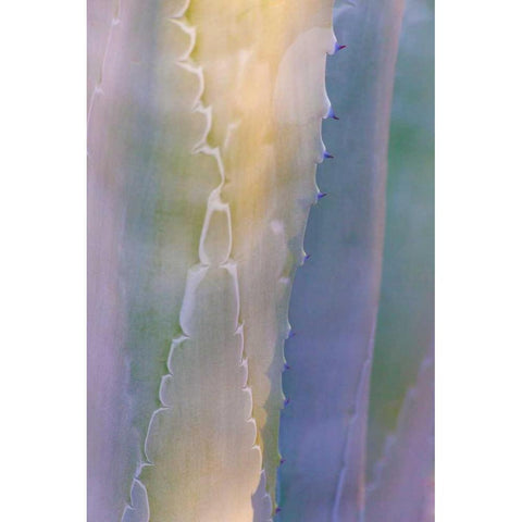 Agave III White Modern Wood Framed Art Print by Mahan, Kathy