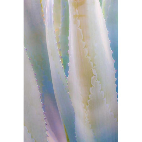 Agave IV White Modern Wood Framed Art Print by Mahan, Kathy