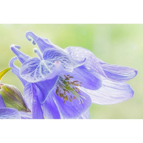 Columbine Flowers I White Modern Wood Framed Art Print by Mahan, Kathy