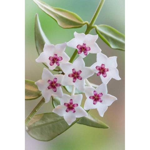 Hoya Bella Blooms I White Modern Wood Framed Art Print by Mahan, Kathy