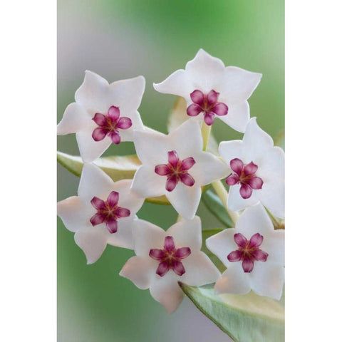 Hoya Bella Blooms II White Modern Wood Framed Art Print by Mahan, Kathy