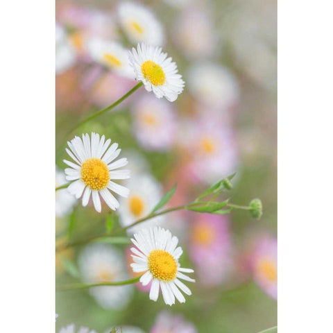 Santa Barbara Daisies I Gold Ornate Wood Framed Art Print with Double Matting by Mahan, Kathy