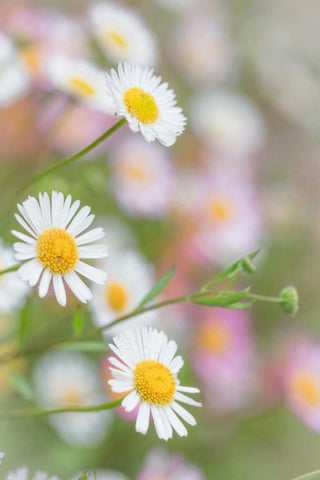 Santa Barbara Daisies I White Modern Wood Framed Art Print with Double Matting by Mahan, Kathy