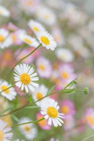 Santa Barbara Daisies II White Modern Wood Framed Art Print with Double Matting by Mahan, Kathy