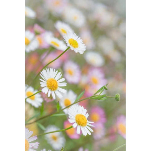 Santa Barbara Daisies II White Modern Wood Framed Art Print by Mahan, Kathy