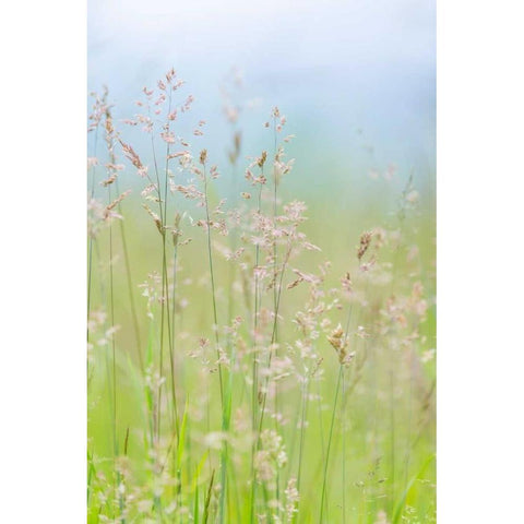 Guillemot Cove Grasses I Black Modern Wood Framed Art Print with Double Matting by Mahan, Kathy