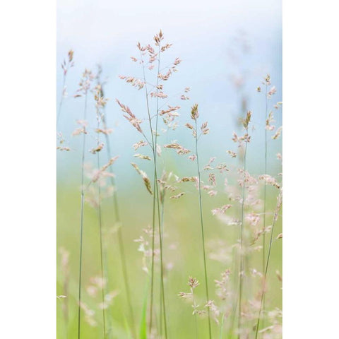 Guillemot Cove Grasses II White Modern Wood Framed Art Print by Mahan, Kathy