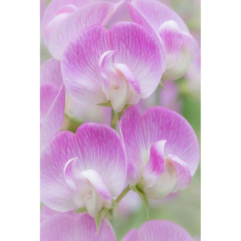 Sweet Pea Blossoms I White Modern Wood Framed Art Print by Mahan, Kathy