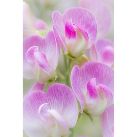 Sweet Pea Blossoms II White Modern Wood Framed Art Print by Mahan, Kathy