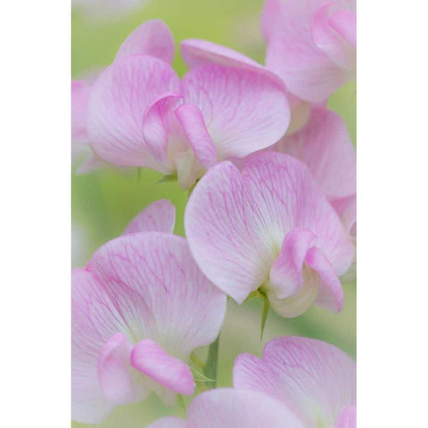 Sweet Pea Blossoms III White Modern Wood Framed Art Print by Mahan, Kathy