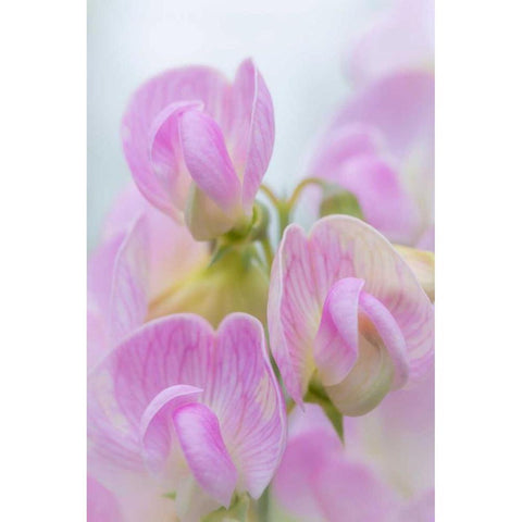 Sweet Pea Blossoms IV White Modern Wood Framed Art Print by Mahan, Kathy