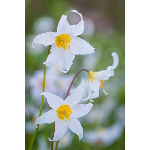 Avalanche Lily I White Modern Wood Framed Art Print by Mahan, Kathy