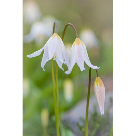 Avalanche Lily II White Modern Wood Framed Art Print by Mahan, Kathy