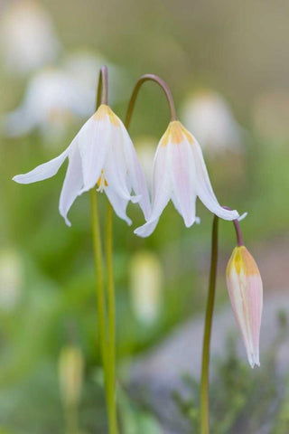 Avalanche Lily II White Modern Wood Framed Art Print with Double Matting by Mahan, Kathy