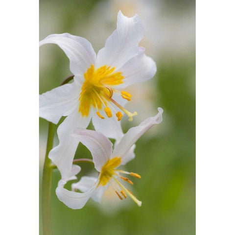 Avalanche Lily III White Modern Wood Framed Art Print by Mahan, Kathy