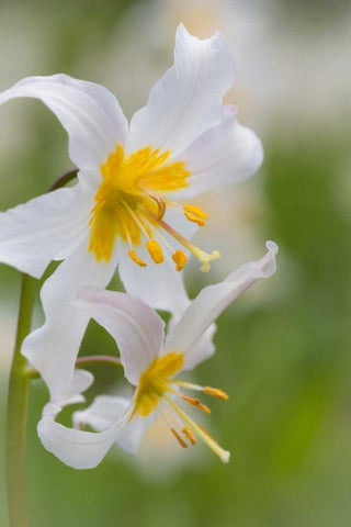 Avalanche Lily III Black Ornate Wood Framed Art Print with Double Matting by Mahan, Kathy