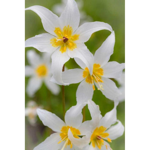 Avalanche Lily IV White Modern Wood Framed Art Print by Mahan, Kathy