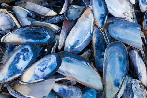 Mussels I White Modern Wood Framed Art Print with Double Matting by Mahan, Kathy