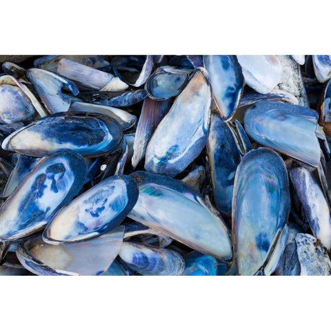 Mussels I White Modern Wood Framed Art Print by Mahan, Kathy