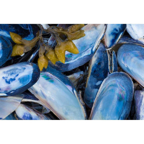 Mussels II White Modern Wood Framed Art Print by Mahan, Kathy