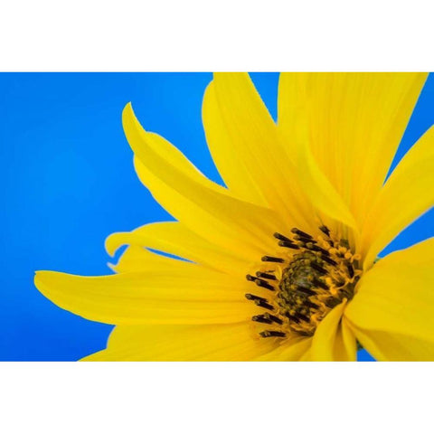 Sunflower on Blue III Black Modern Wood Framed Art Print by Mahan, Kathy