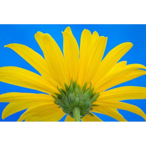 Sunflower on Blue IV Gold Ornate Wood Framed Art Print with Double Matting by Mahan, Kathy